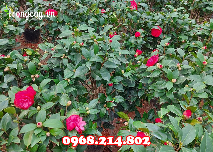 Giống cây hoa trà