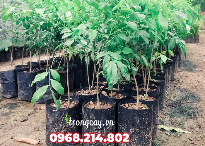 giống cây móc mật