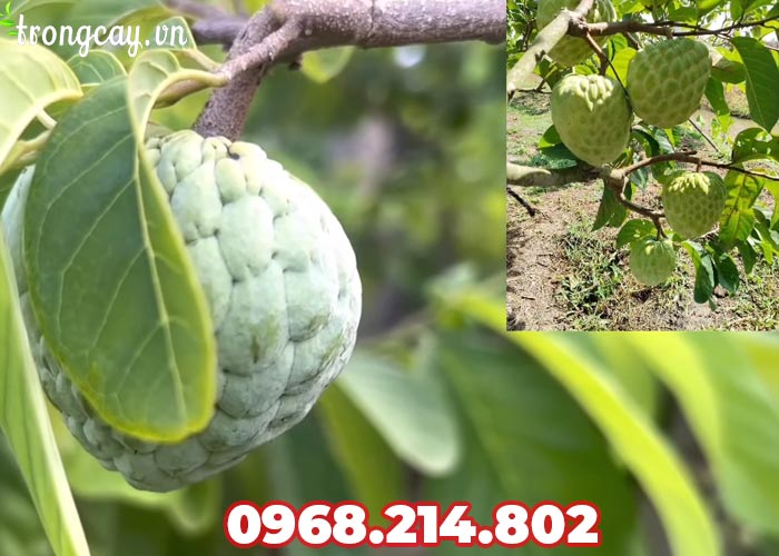 Giống na thái lan