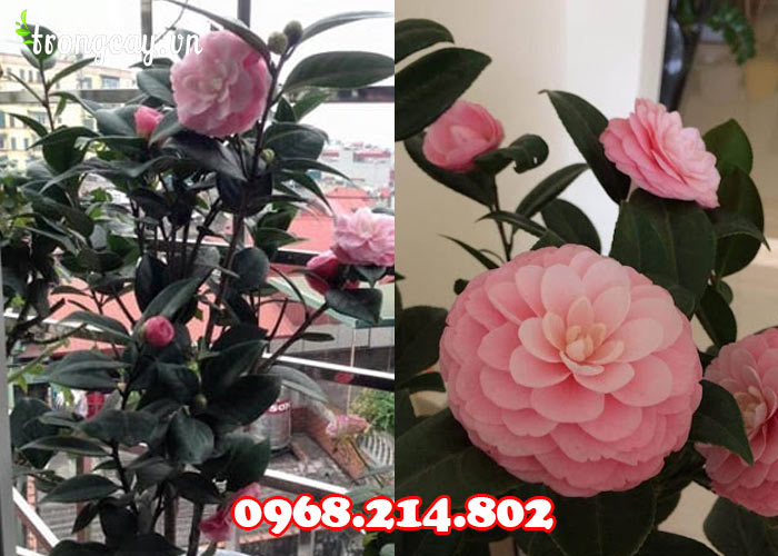 Hoa trà cung đình