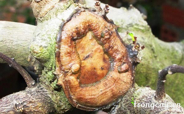 vết thương của cây sau khi dùng keo liền da