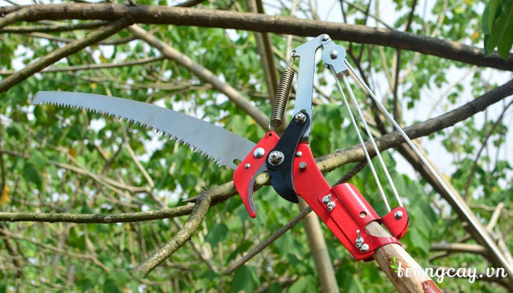 đầu kéo cắt cành trên cao 5m