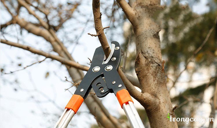 kéo cắt cành cộng lực tay dài
