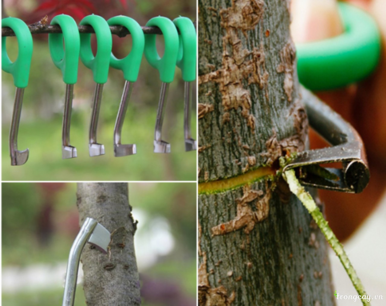 tiền khoanh cây ăn quả