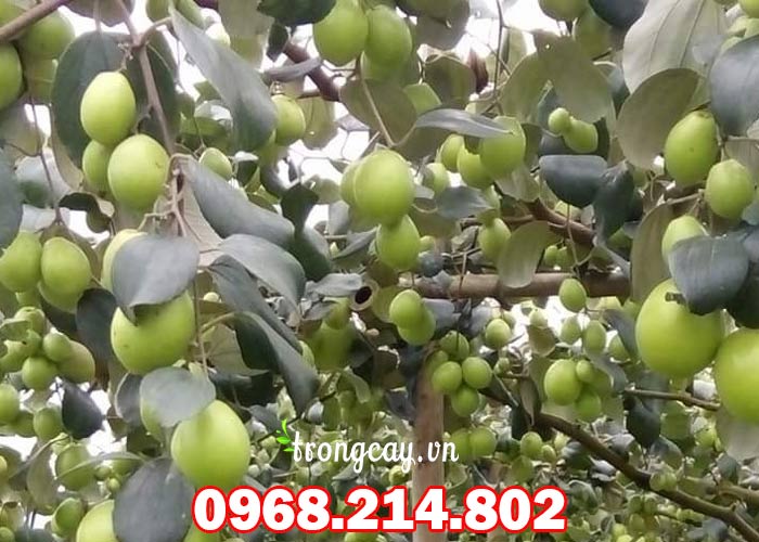 Kỹ thuật chăm sóc giống cây táo đài loan