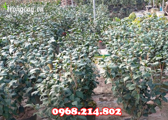 Kỹ thuật trồng cây hoa trà