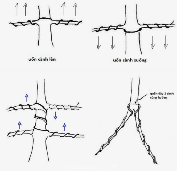 Khi dùng dây nhôm uốn cây cảnh thì bạn cần uốn hai cành gần nhau để chắc chắn hơn.