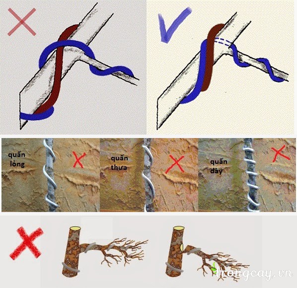 nguyentacquandaybonsai6