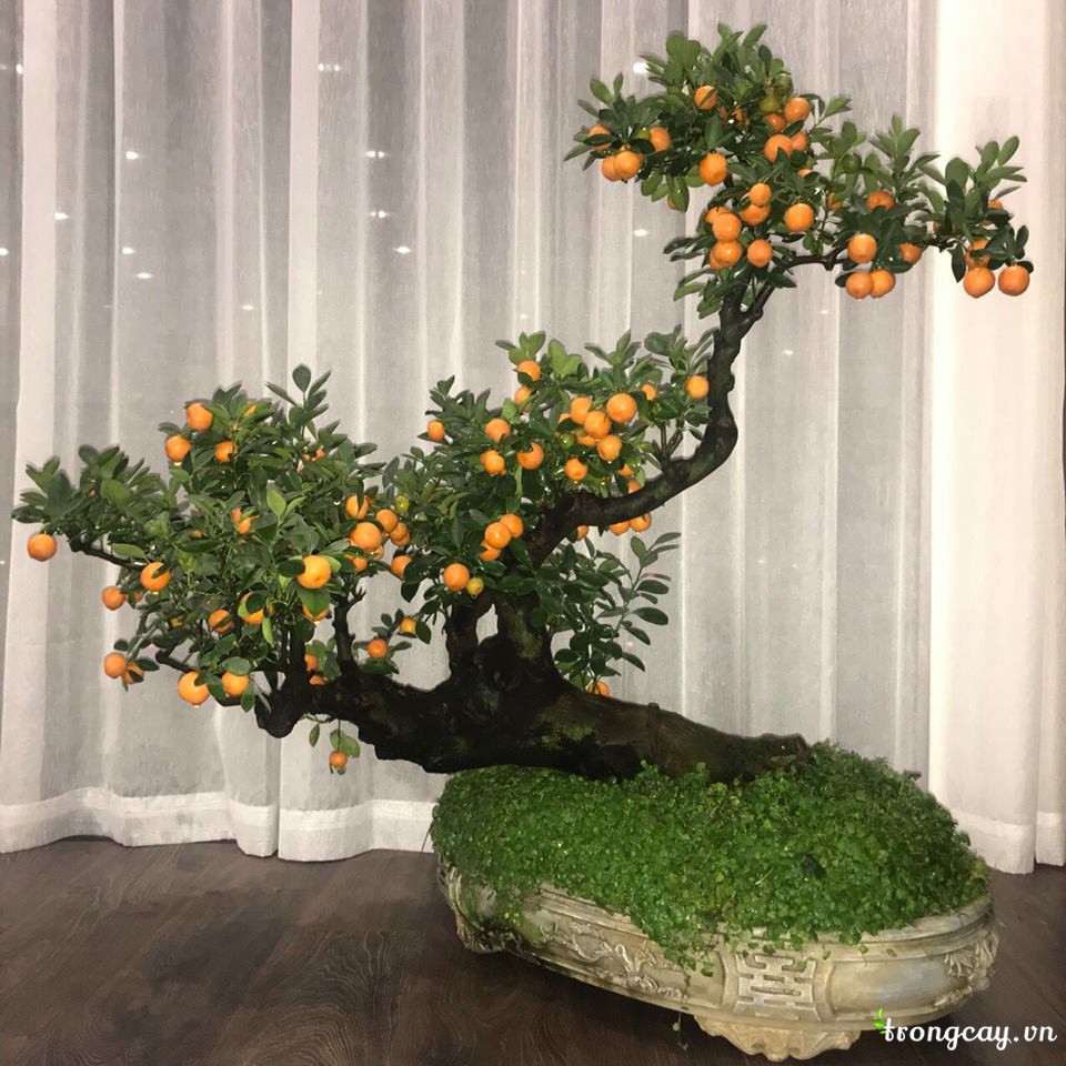 Trâu vàng cõng quất bonsai rộn ràng xuống phố đón Tết 2021