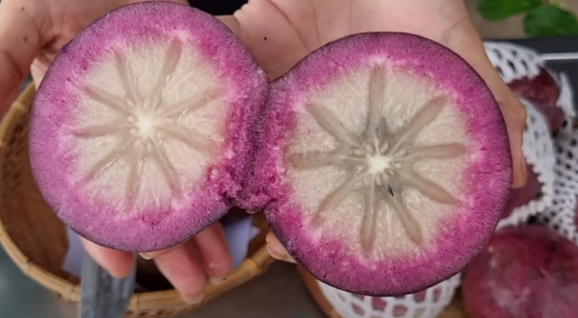quả vú sữa mica
