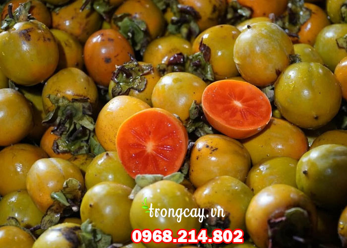 Thu hoạch hồng không hạt