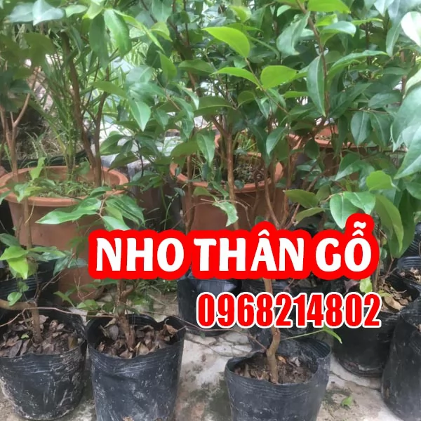 Cây Giống Nho Thân Gỗ Jabuticaba – Đặc Điểm, Cách Trồng Và Chăm Sóc