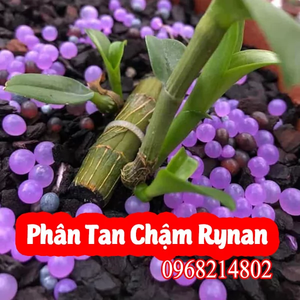 Mua Phân Tan Chậm Rynan Ở Đâu Và Bao Nhiêu Tiền