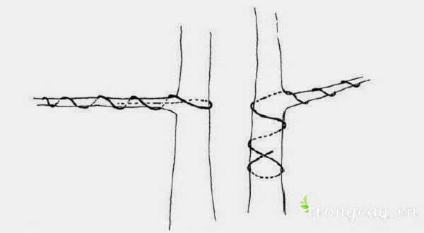 còn nếu chỉ có 1 cành để uốn thì bạn nên cố định chắc chắn 1 đầu để uốn.