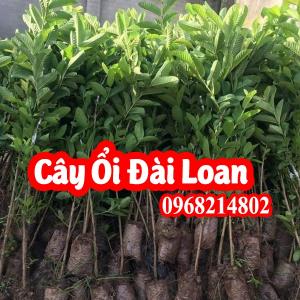 Cây Ổi Giống Lê Đài Loan Mua Ở Đâu Và Bao Nhiêu Tiền 1 Cây