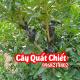 Mua Cây Quất Giống Ở đâu và bao nhiêu tiền 1 cây quất giống