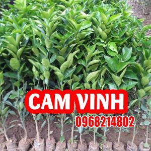 Hướng Dẫn Trồng Và Chăm Sóc Cây Cam Vinh