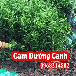 Mua Giống Cây Cam Đường Canh ở đâu ? và bao nhiêu tiền 1 cây 