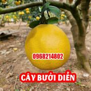 Mua Cây Giống Bưởi Diễn Ở Đâu Và Bao Nhiêu Tiền 1 Cây