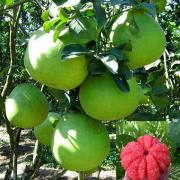 Mua Cây BƯỞI  GIỐNG RUBY RUỘT ĐỎ