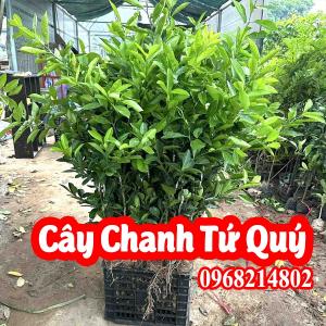 Nơi Bán Cây Giống Chanh Bốn Mùa, cây giống chanh Tứ Quý  ở đâu 