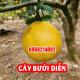 Mua Cây Giống Bưởi Diễn Ở Đâu Và Bao Nhiêu Tiền 1 Cây