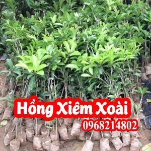 Mua cây giống Hồng Xiêm Xoài ở đâu?