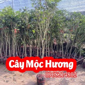 Mua Cây Giống Mộc Hương và Bao Nhiêu Tiền 1 Cây