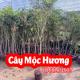 Mua Cây Giống Mộc Hương và Bao Nhiêu Tiền 1 Cây