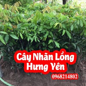 Mua cây nhãn lồng Hưng Yên giống ở đâu giá bao nhiêu tiền 1 cây