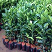 Cây bưởi giống và mua cây bưởi giống ở đâu giá bao nhiêu tiền 1 cây