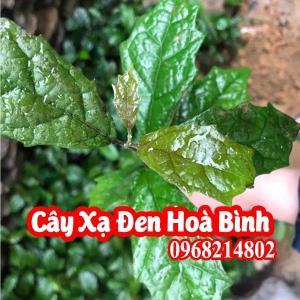 Mua Cây Giống Xạ Đen Và Bao Nhiêu Tiền 1 Cây Giống Xạ Đen