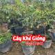 Cây Khế Bon Sai Mua Ở Đâu Và Bao Nhiêu Tiền