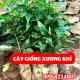 Mua Cây Xương Khỉ Ở Đâu Và Bao Nhiêu Tiền