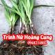 Mua cây trinh nữ hoàng cung và bao nhiêu tiền 1 củ giống