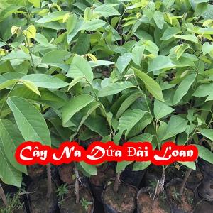 Kỹ Thuât Trồng Cây Na Dưa Đài Loan Và Mua cây giống ở đâu Uy Tin