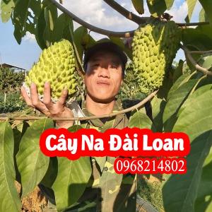 Kỹ Thuât Trồng Cây Na Dưa Đài Loan Và Mua cây giống ở đâu Uy Tin