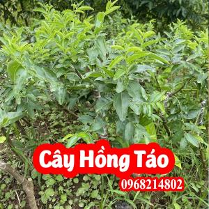 Cây Giống Hồng Táo - Táo Tàu - Táo Đỏ Tân Cương