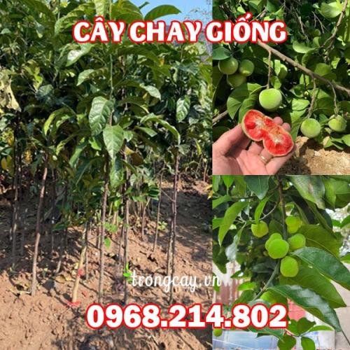  Giống Cây Chay