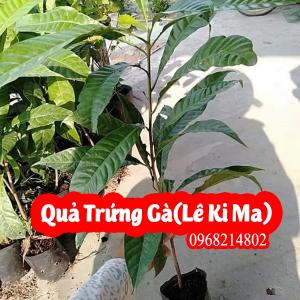 Cây Giống Trứng Gà (Lê Ki Ma) Giá Rẻ, Uy Tín, Giao Toàn Quốc