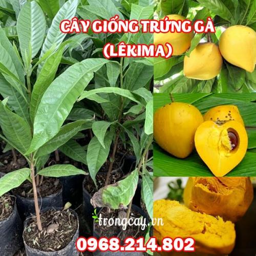  Cây Giống Trứng Gà