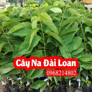 Cây Giống Na Đài Loan Giá Rẻ, Uy Tín, Giao Toàn Quốc