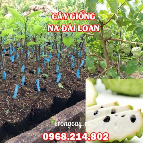  Cây Giống Na Đài Loan