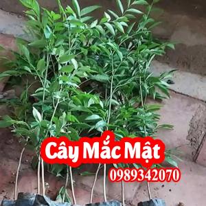 Mua Cây Giống Mắc Mật (Móc Mật) Ở Đâu Và Bao Nhiêu Tiền