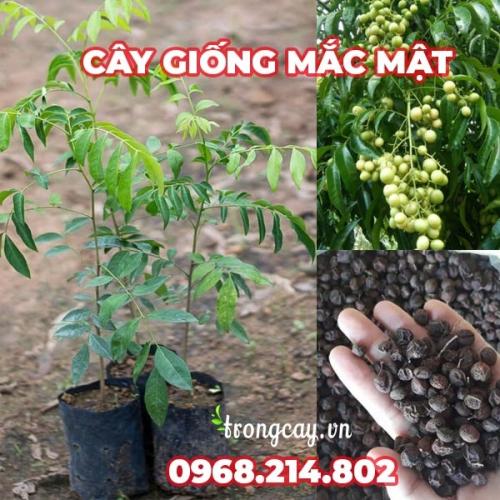  Cây Giống Mắc Mật