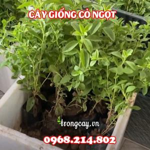 Cây giống cỏ ngọt