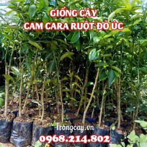 Giống cây cam Cara ruột đỏ Úc