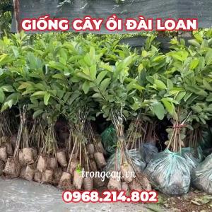 Giống Cây Ổi Đài Loan