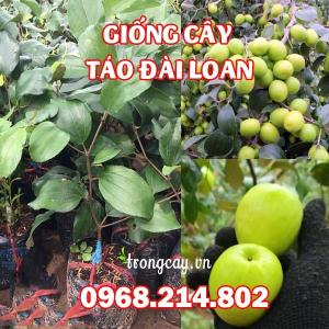 Giống Cây Táo Đài Loan