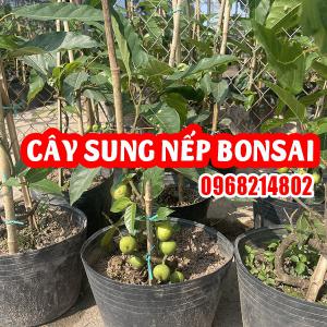 Cây Sung Nếp BonSai Và Cách Chăm Sóc Sai Quả